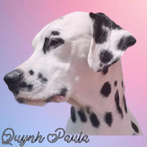 Dalmatiner of the Watermountains 