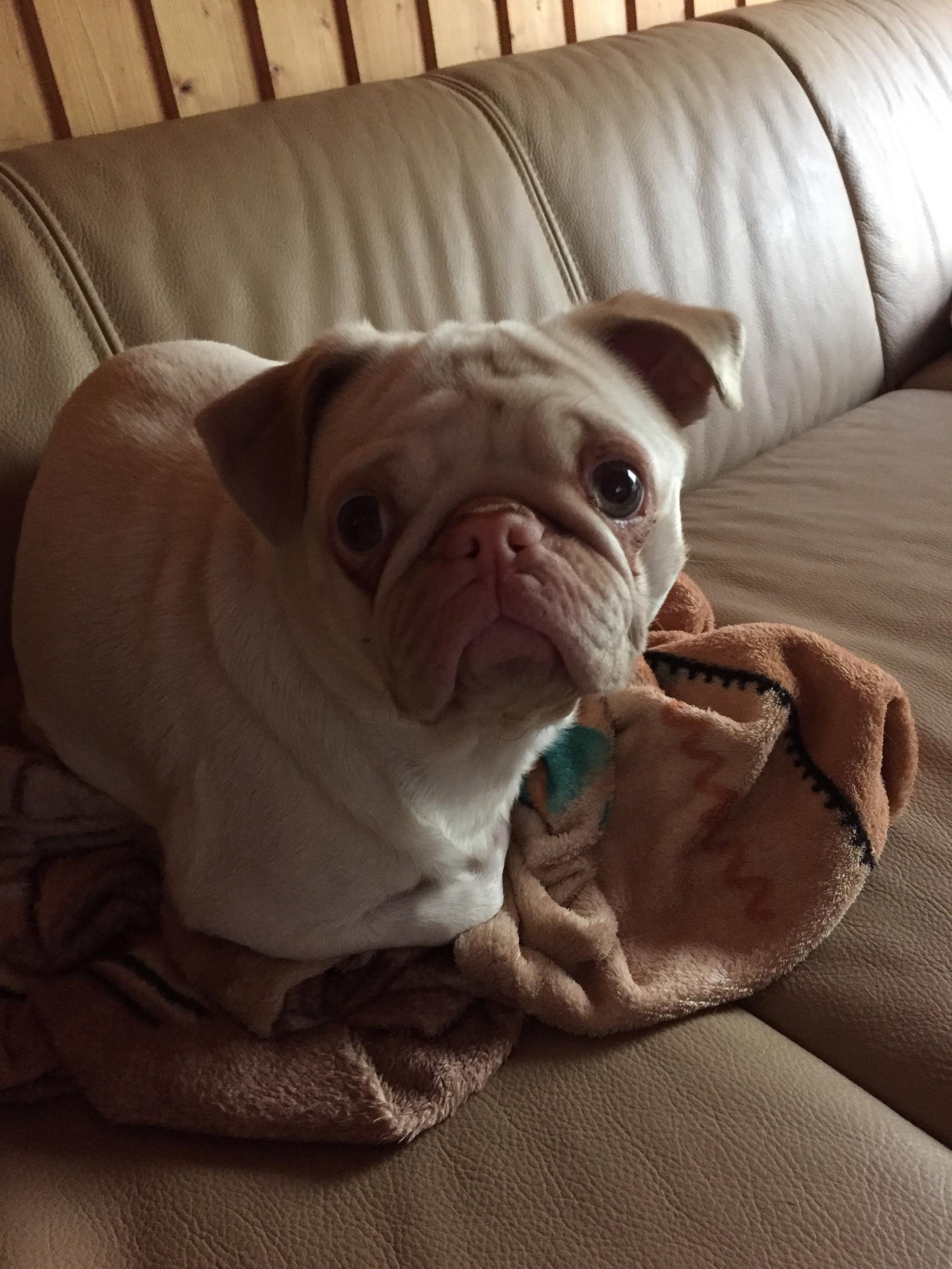 Französische Bulldoggen und Farbmöpse aus seriöser Zucht