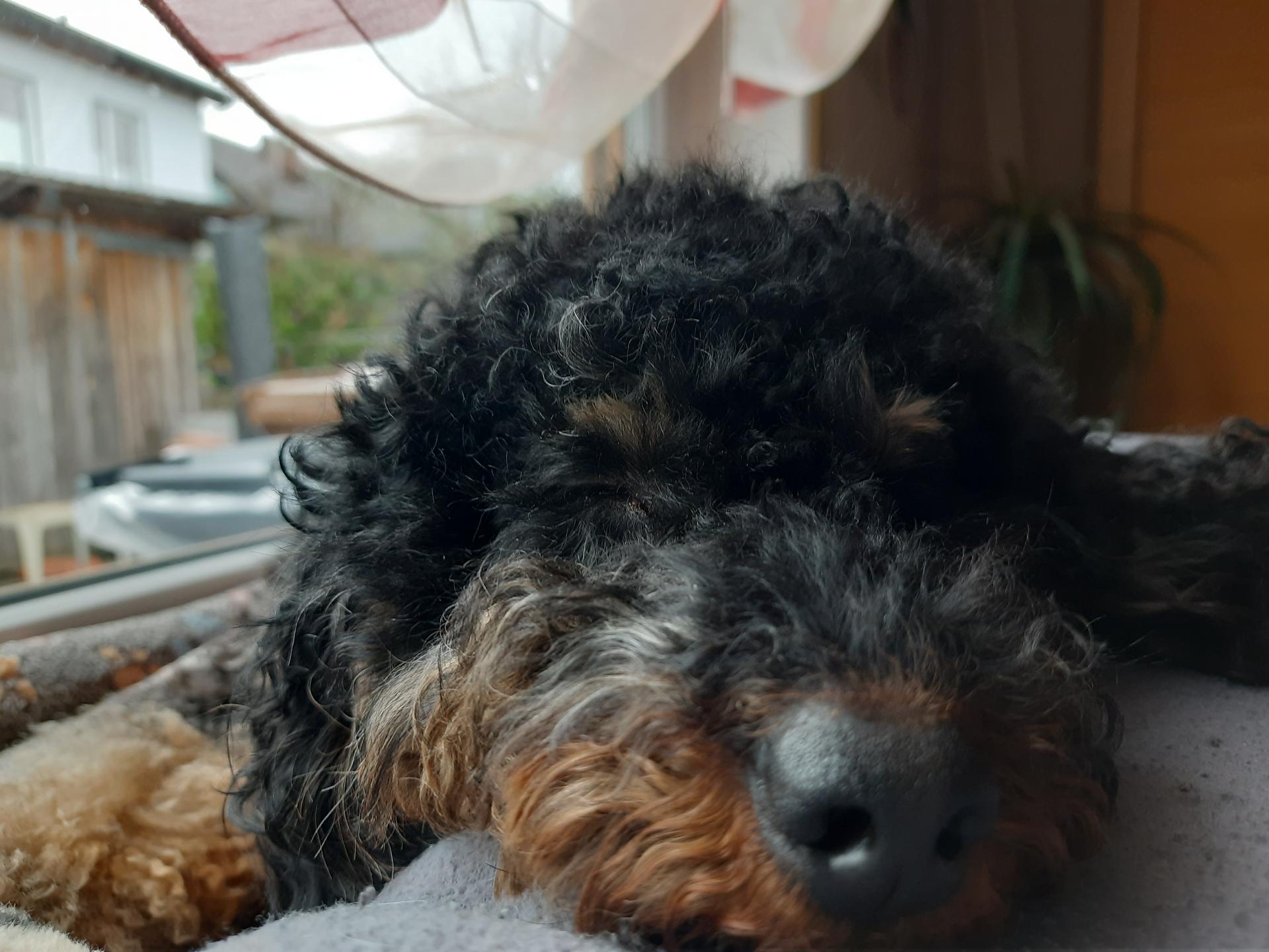 My little shadowflames