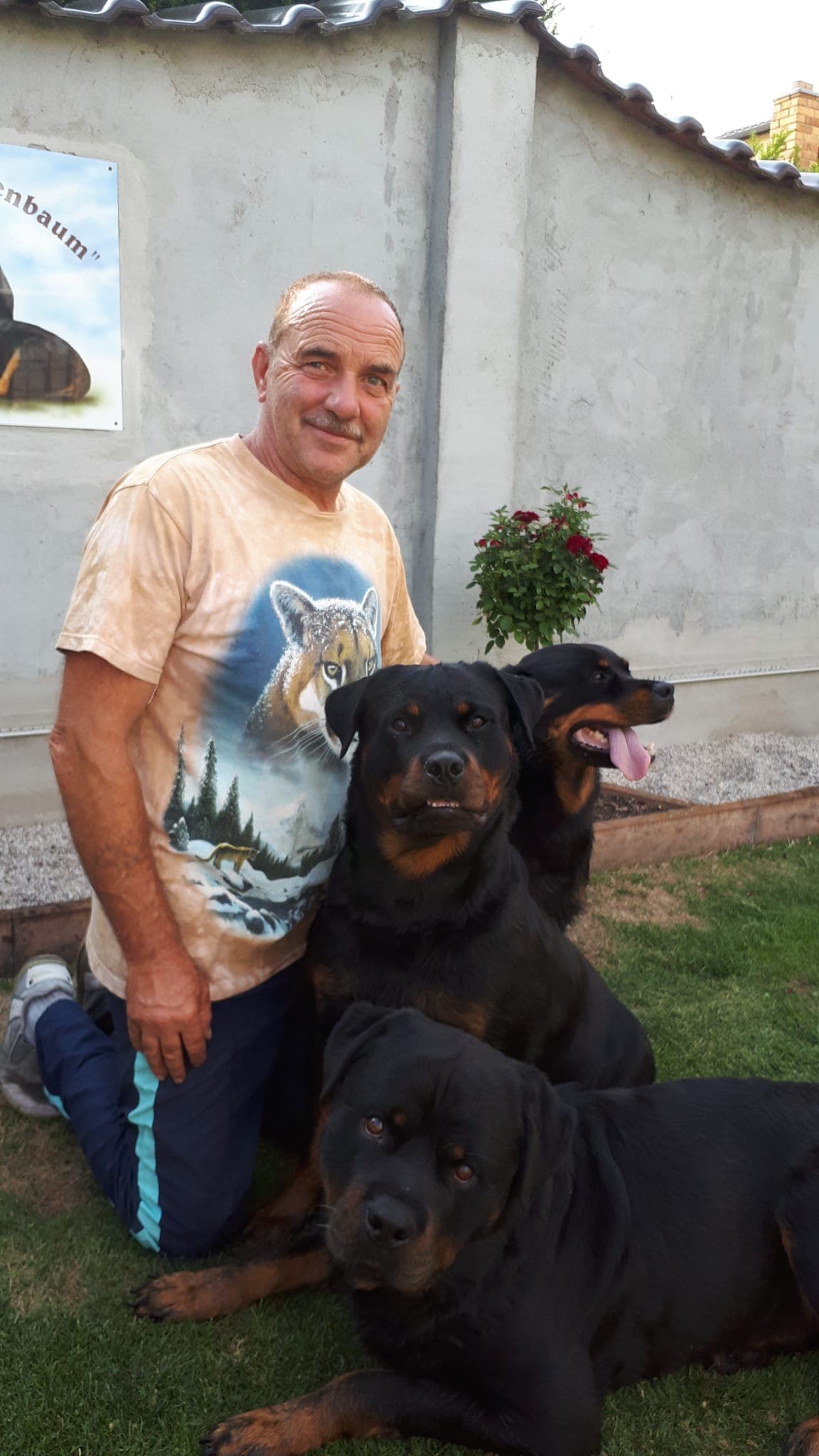private Hundezucht und Ausbildung von Rottweiler