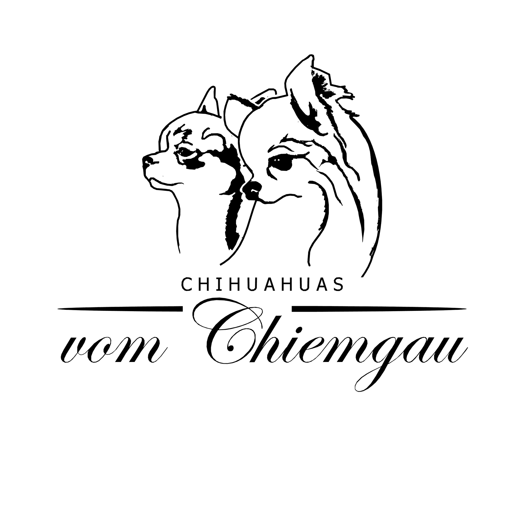 Chihuahua vom Chiemgau 