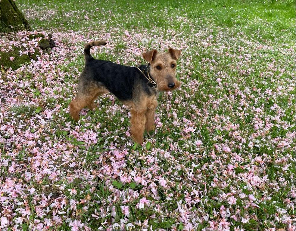 Crumble Cracker Welsh Terrier 