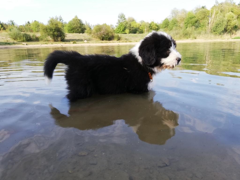 Heart Diamond Bearded Collies 
