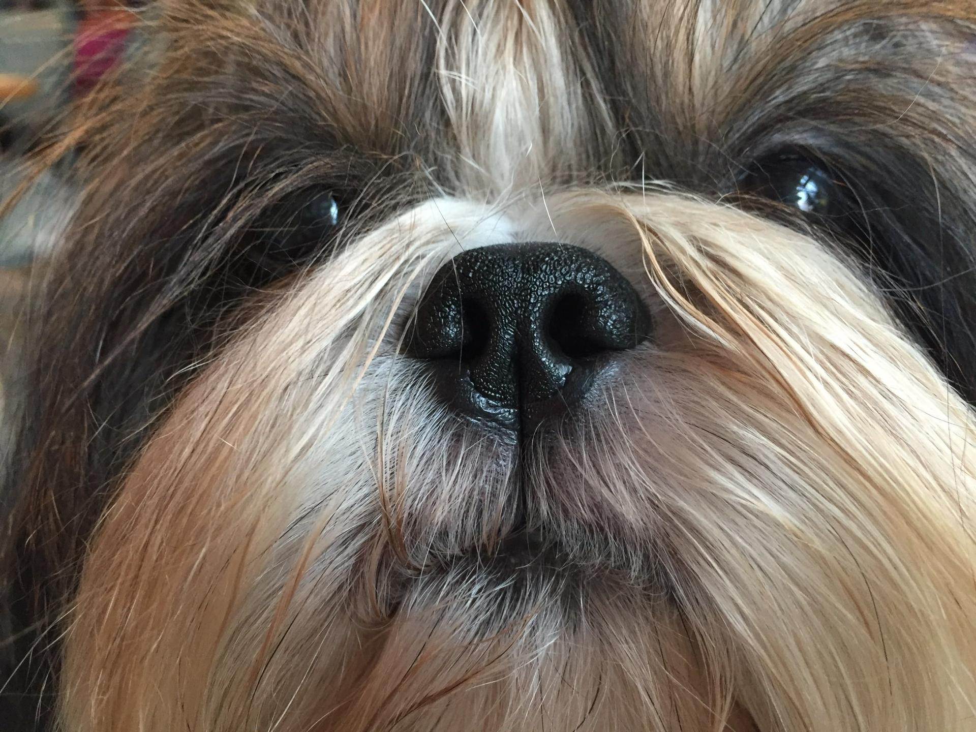 Shih Tzu von Cyname’s 