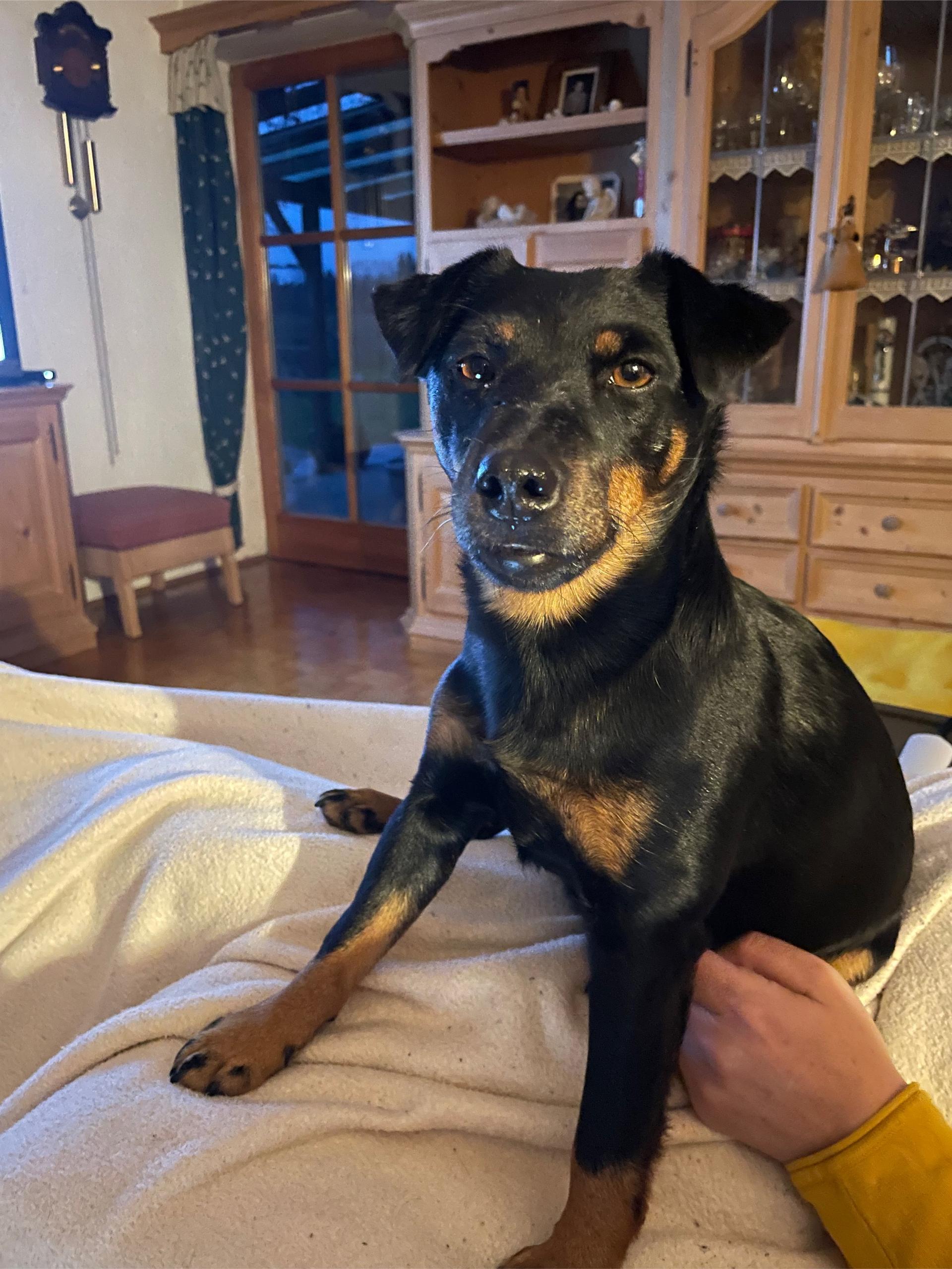 Hundezucht vom Heinzelhof 