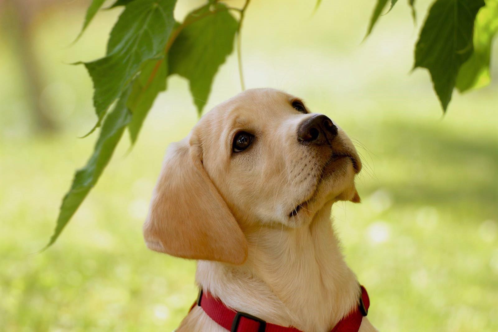 Labradorzucht von der alten Oberförsterei