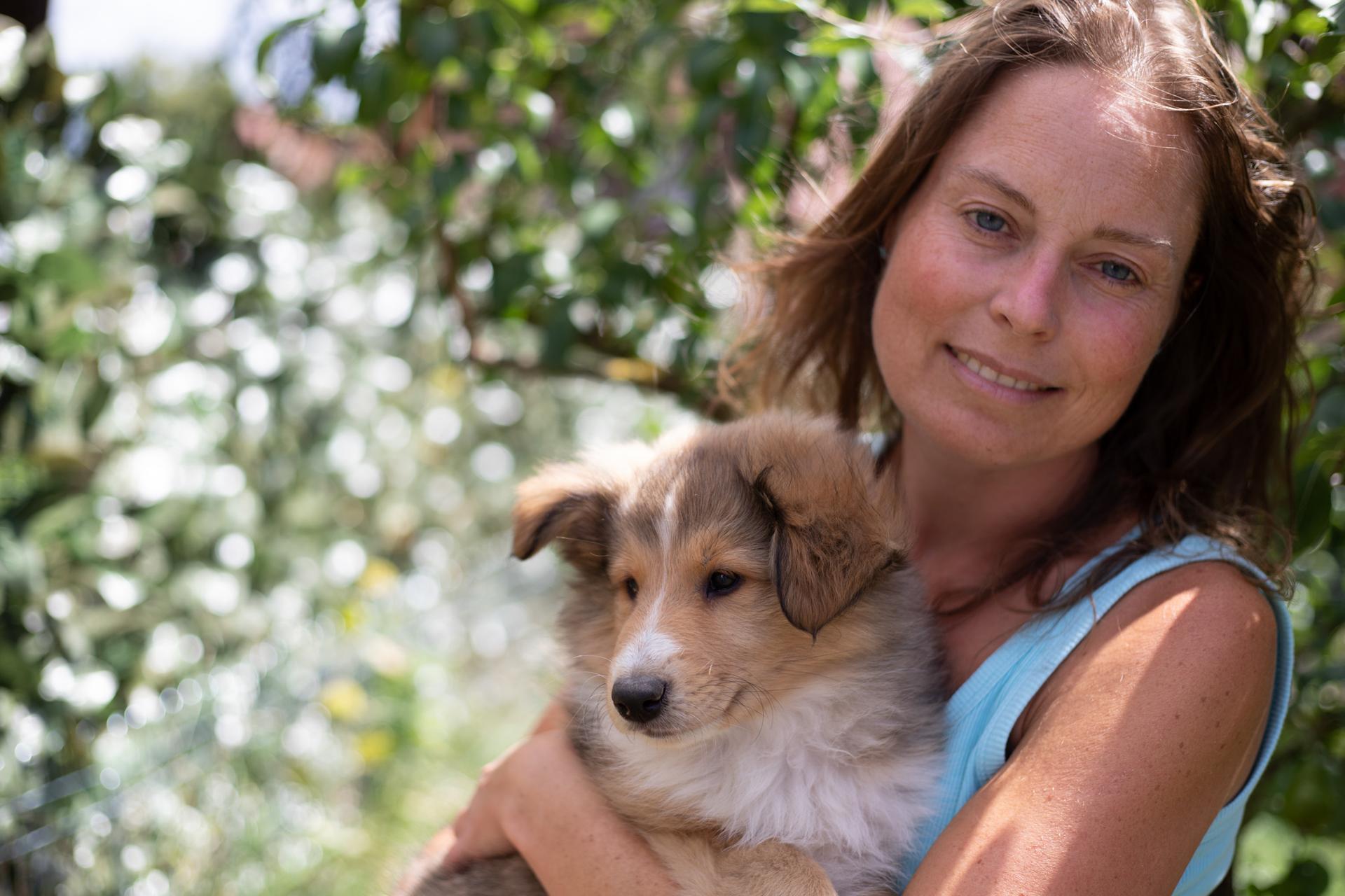 Collies von der Brettachwiese 