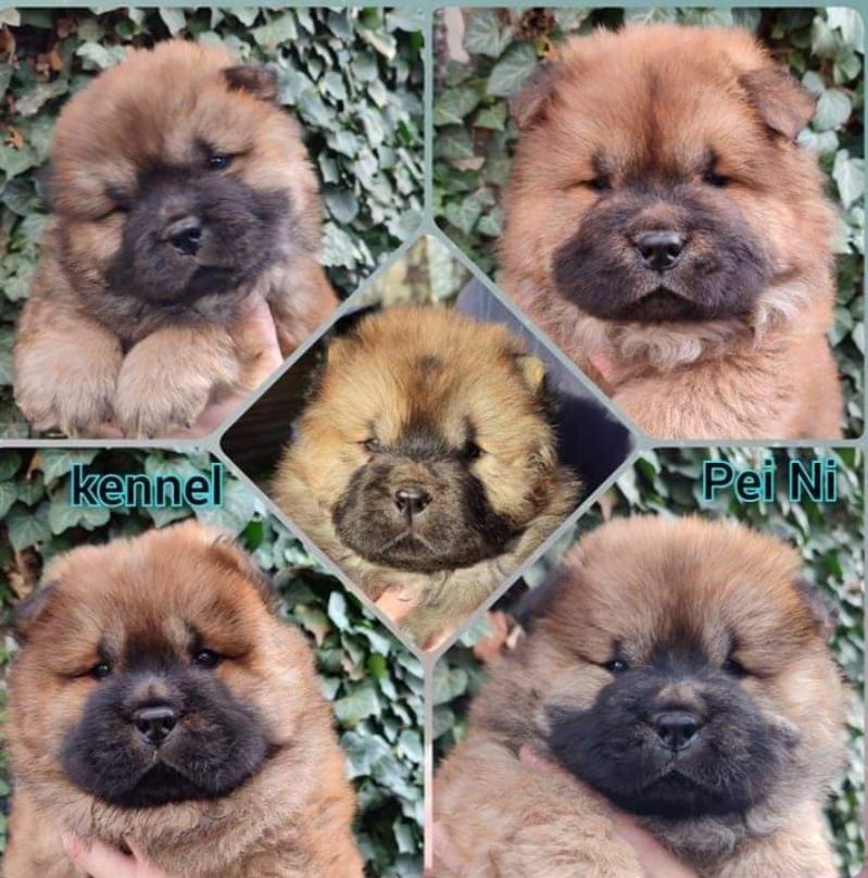 Chow-Chow Zucht Pei Ni