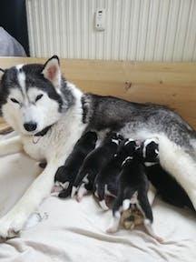 Hundezucht vom friedlichen Berg 