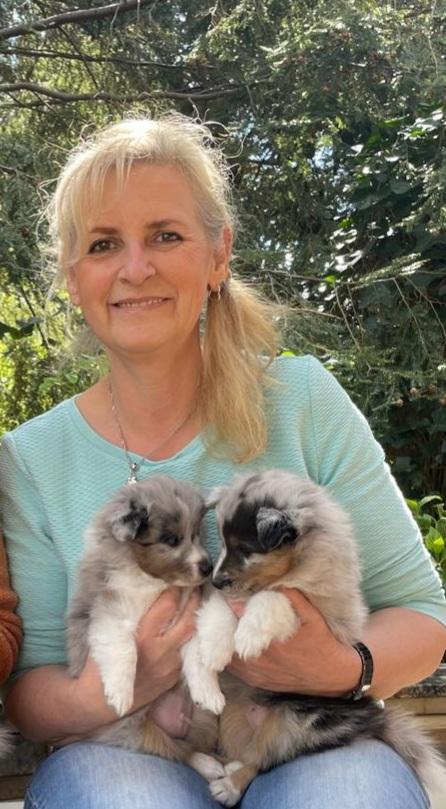 Shelties von Little Insa 