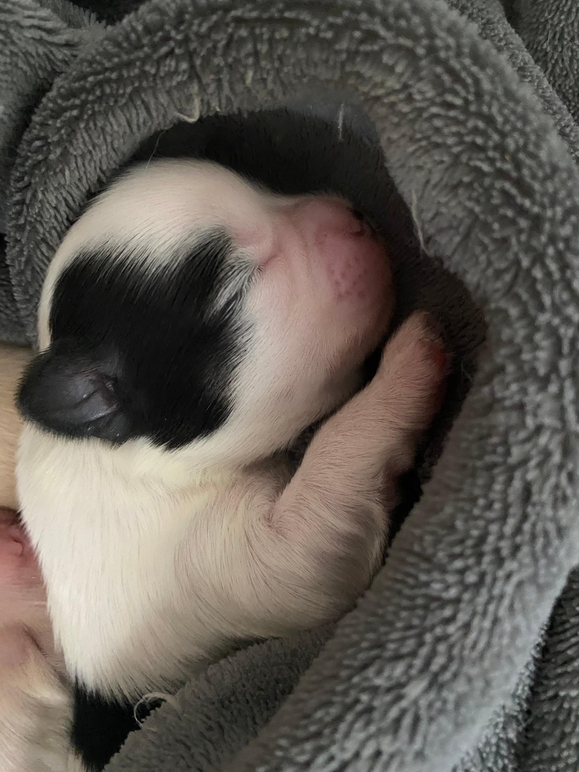 Hobbiezucht in Köln