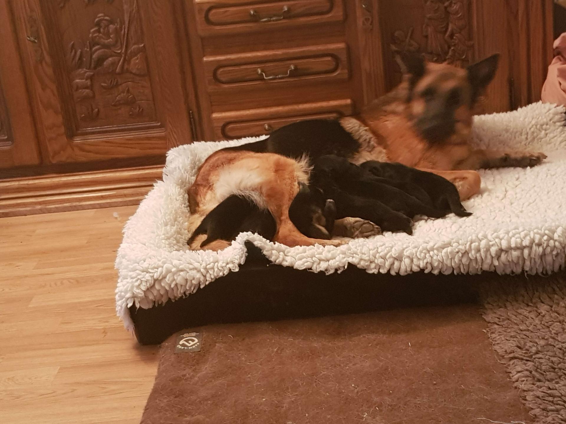 Deutsche Schäferhunde vom Nagler See  (seit 1981 ) 