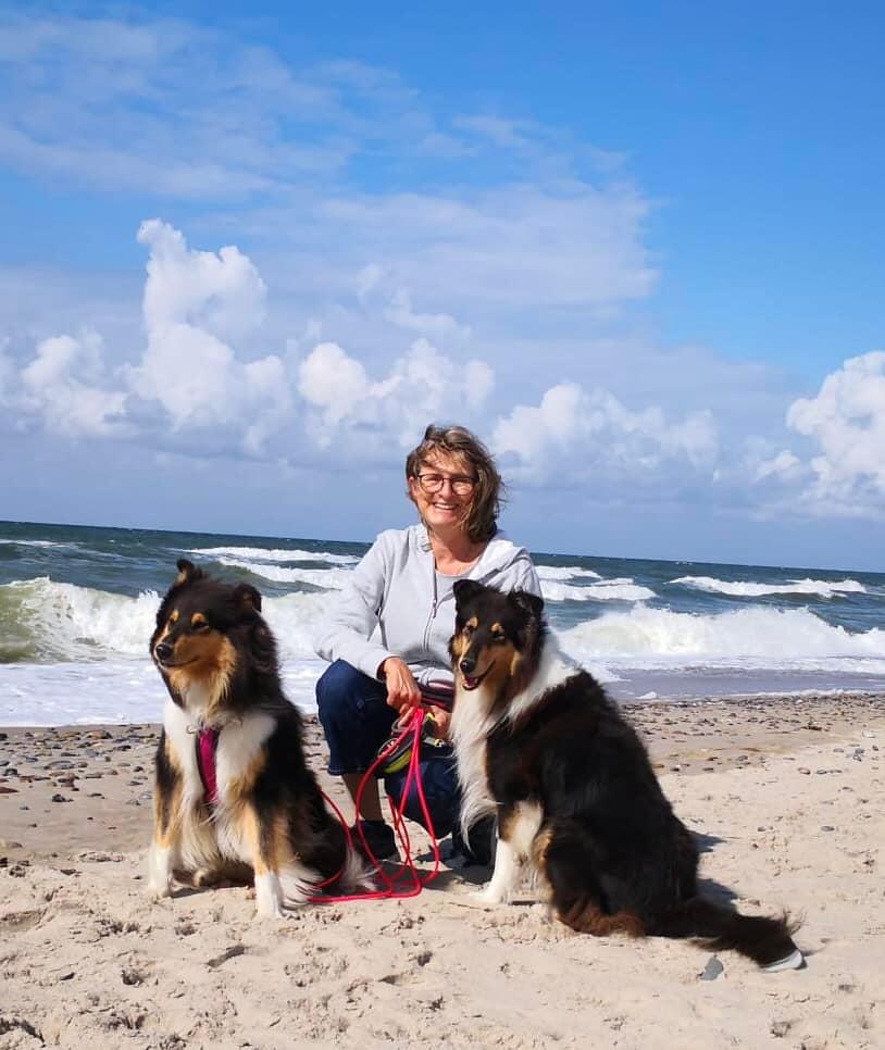 Collies von der Sandsteinvilla