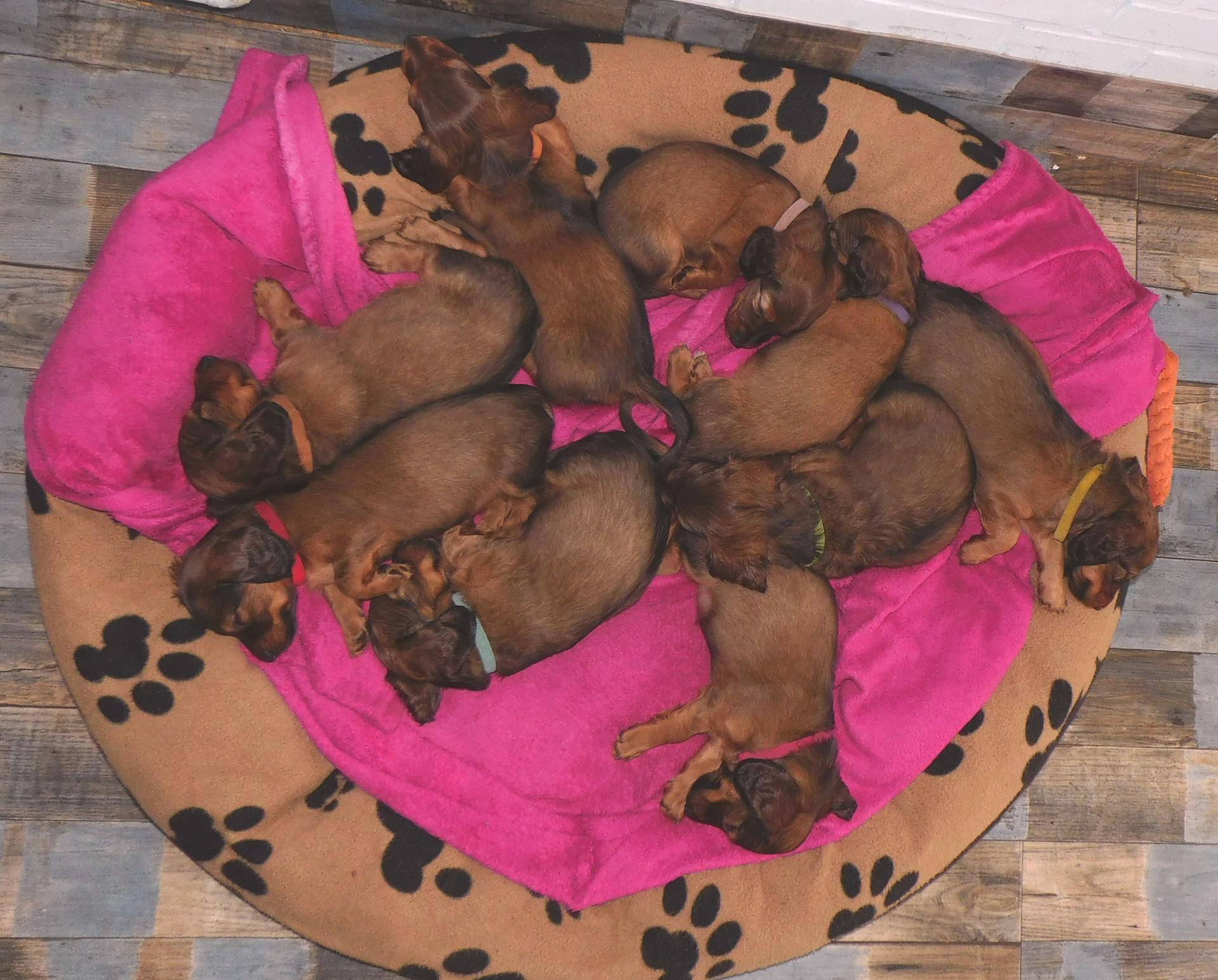 Dackel vom Kronprinzenkoog