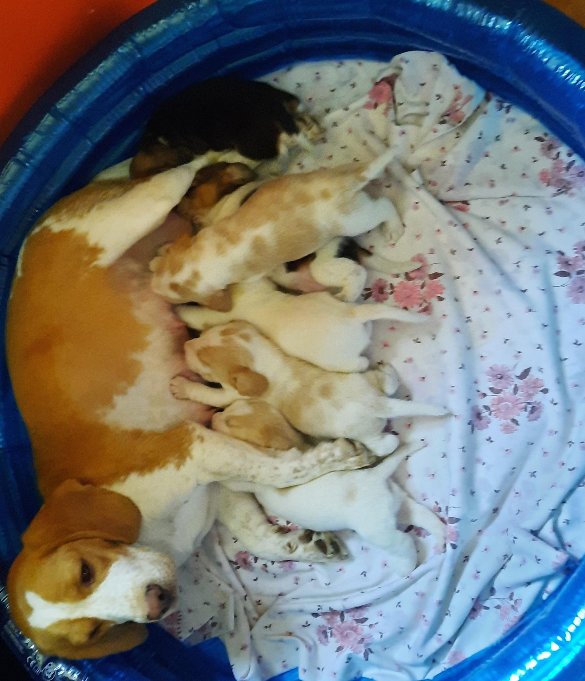 Beagle vom Liebensteiner Schloss