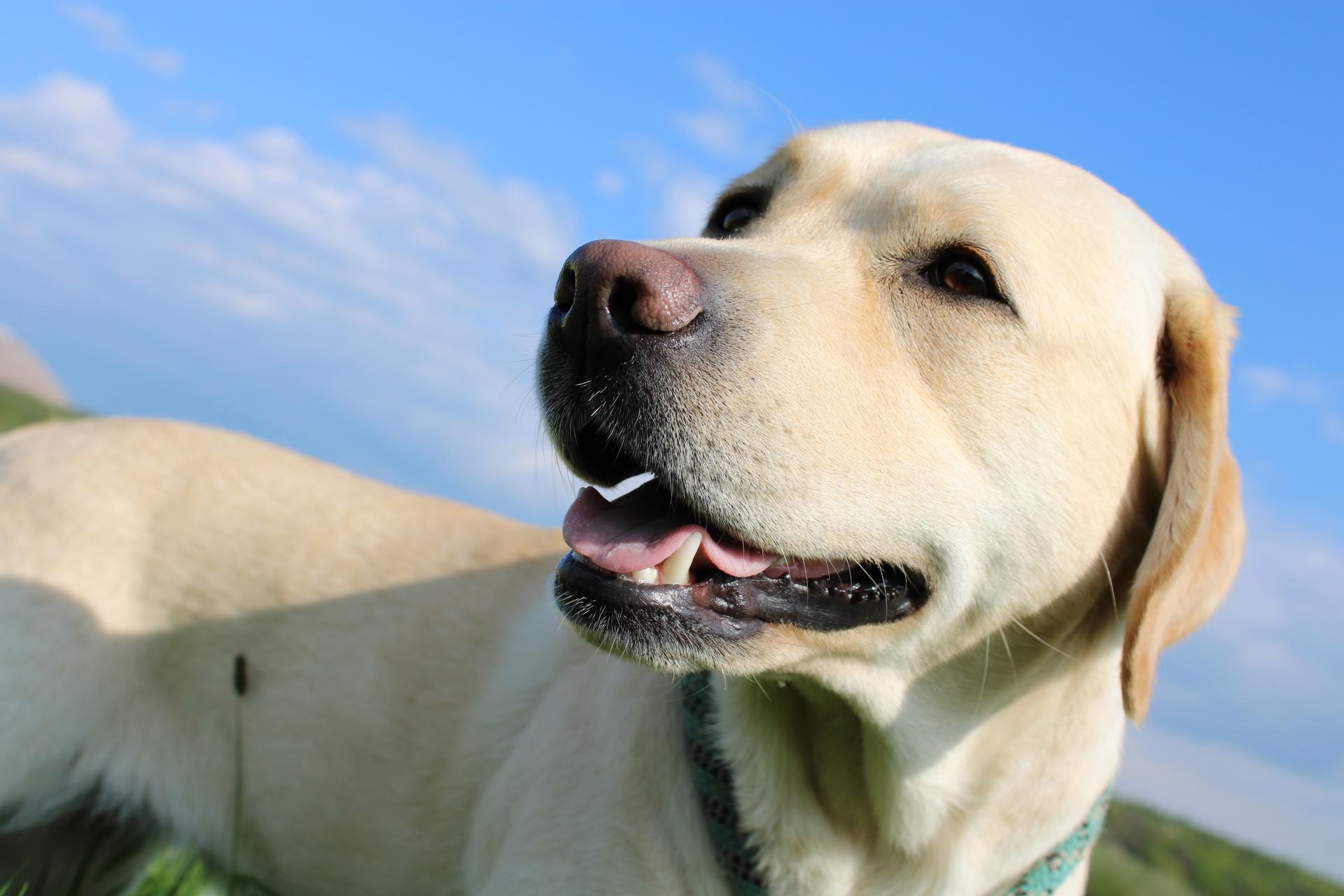 Labrador of white Hills