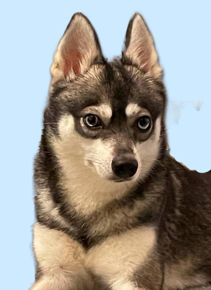Alaskan Klee Kai at Aurora
