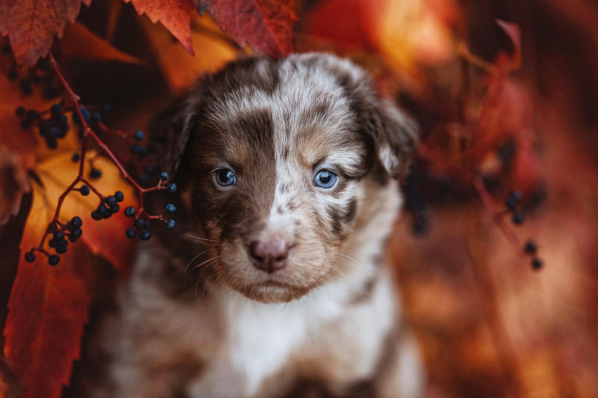 Adventures of Krayenburg 