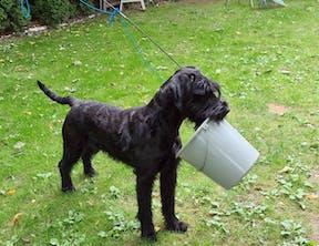 Riesenschauzer vom Wasserschloß