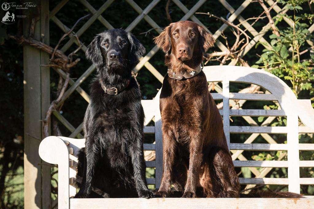 Flat Coated Retriever von Equinox