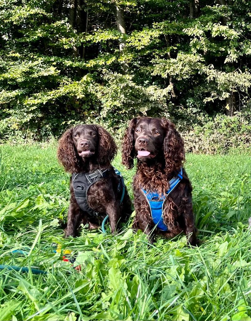 American Water Zucht im Bergischen Land 