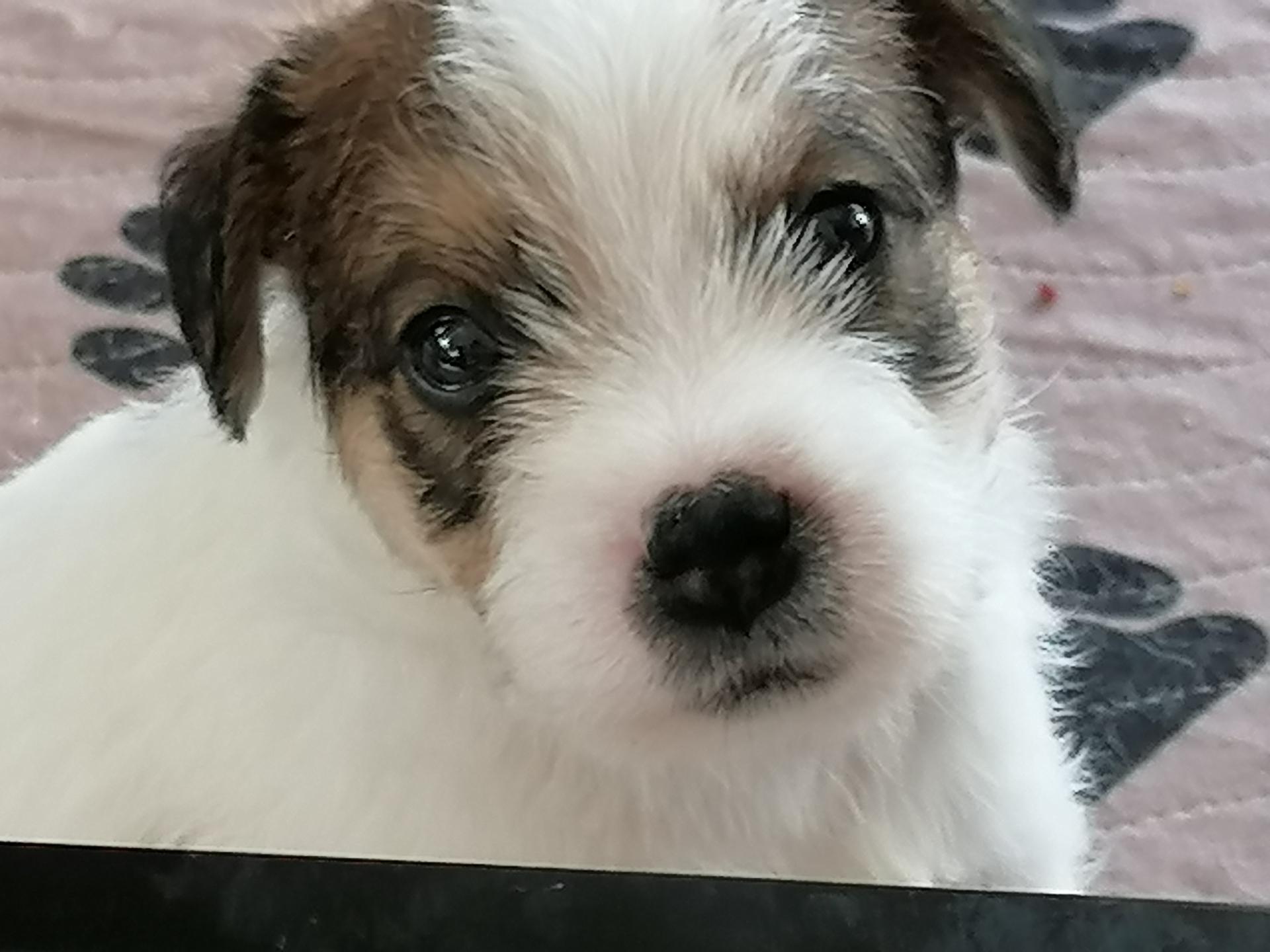 Parson Russel Terrier von Schwaighölzl ghölzl 