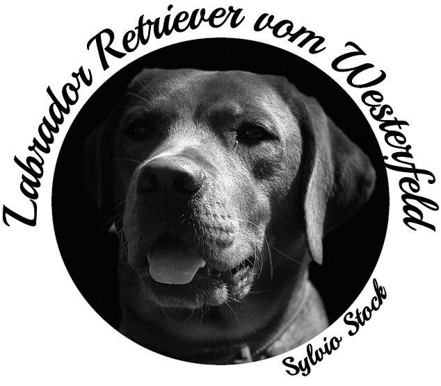 Labrador vom Westerfeld 