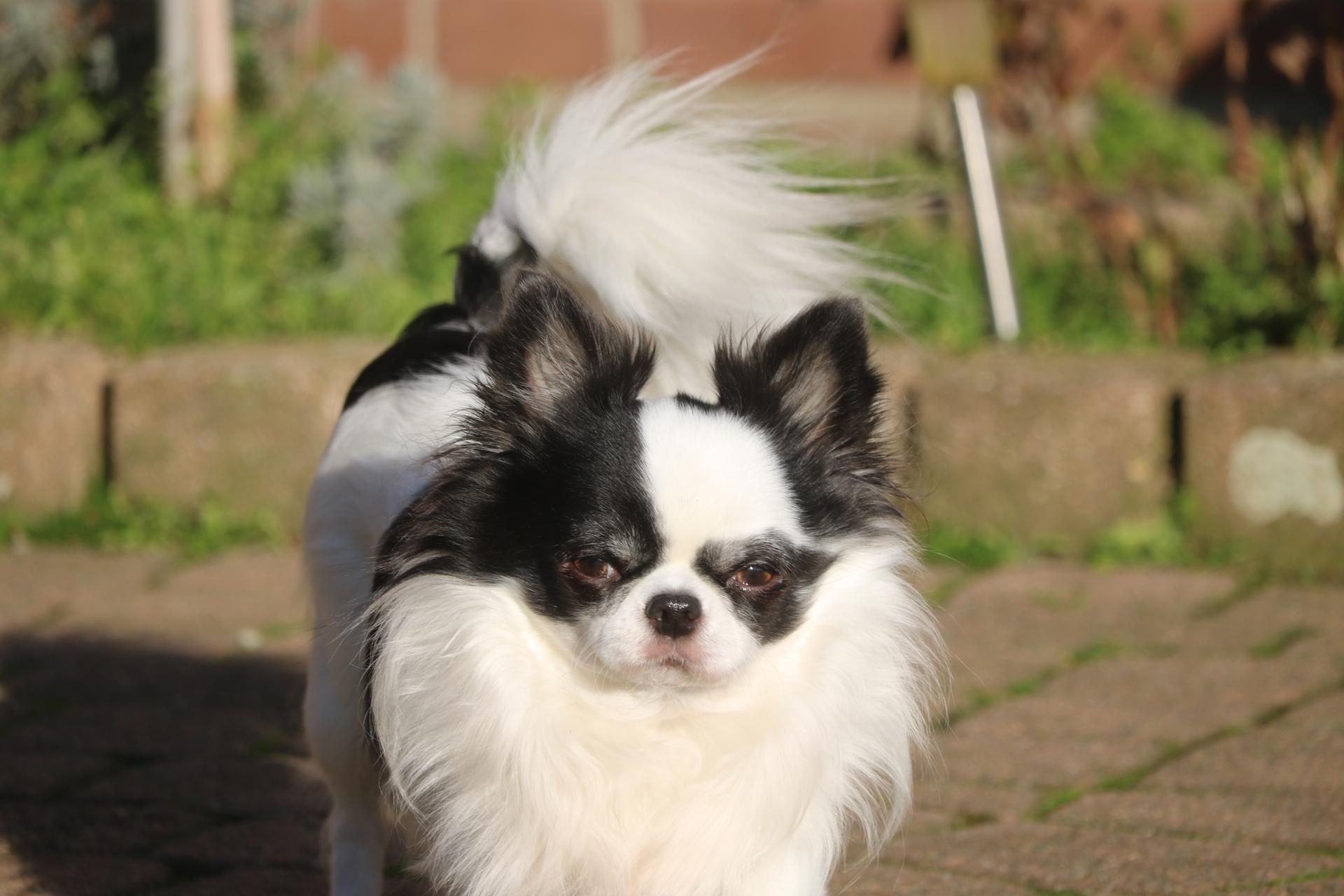 Chihuahuas vom Waldsee 