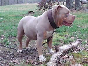 American Bully