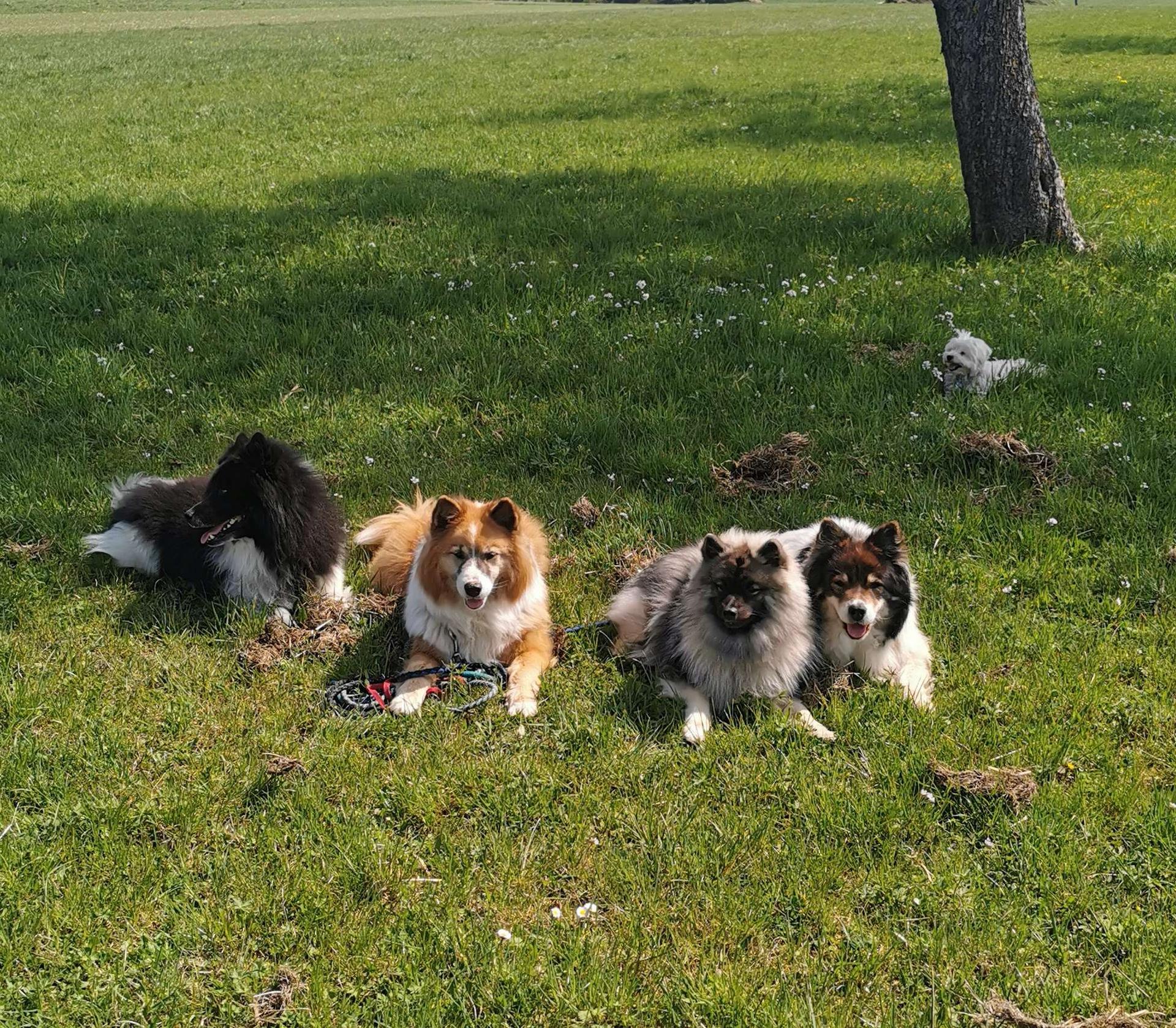 Niemandsländer-aus-der-Rosenstadt