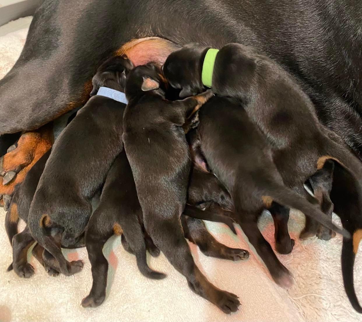 Dobermannzucht vom Haus Untersberg