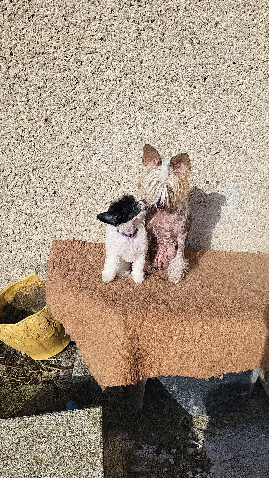 Luch's Black Guardian 