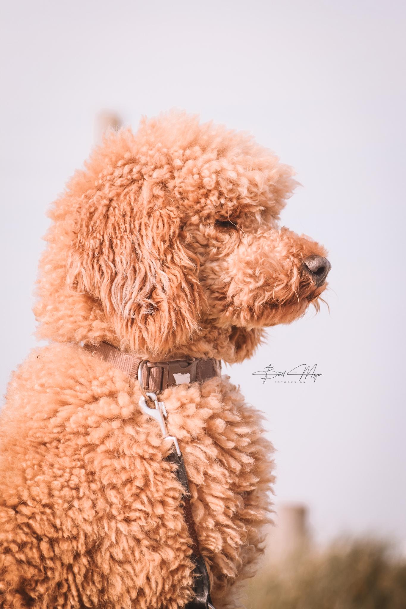 Pudel von der südergeest