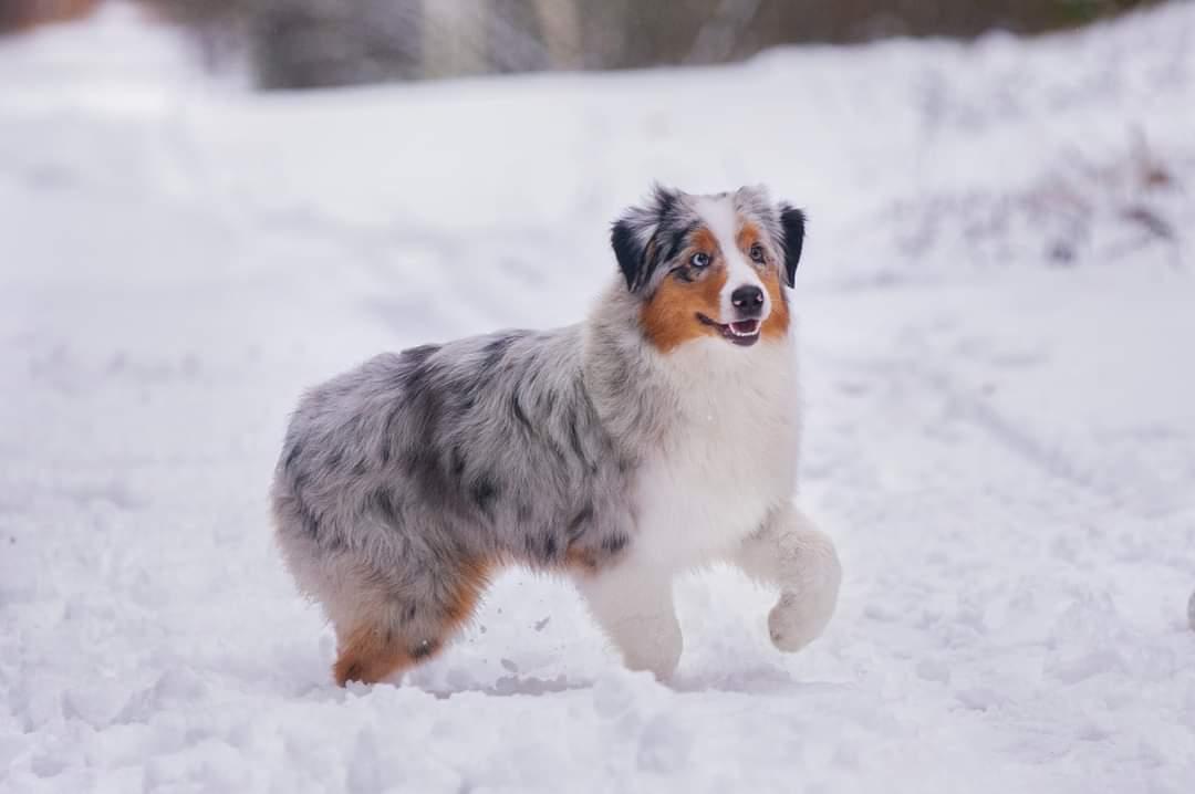 Red Werraland Aussies