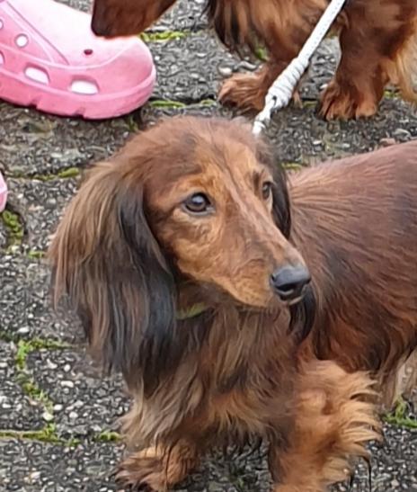 Zwerglanghaar Dackel