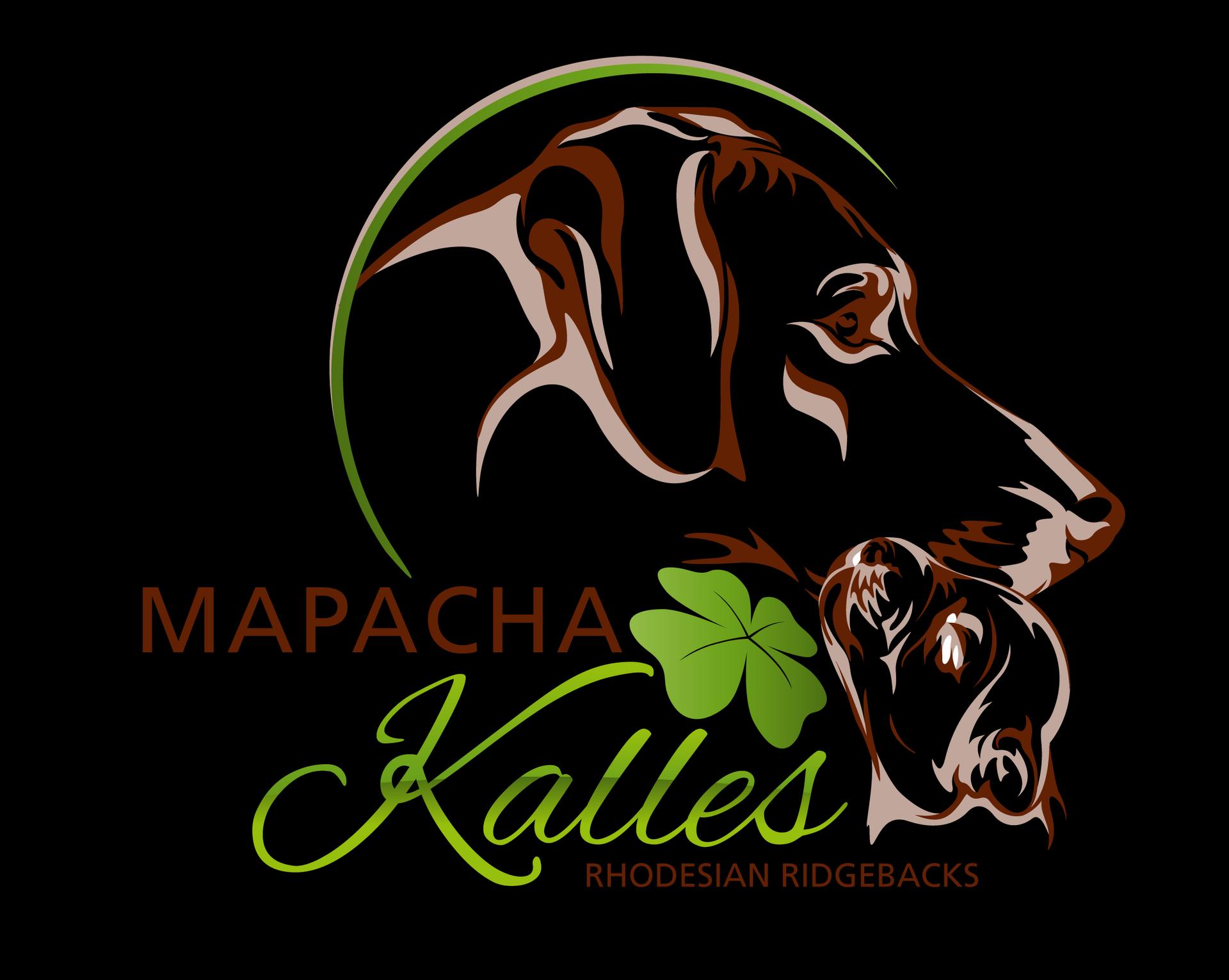 Mapacha Kalles Rhodesian Ridgeback 