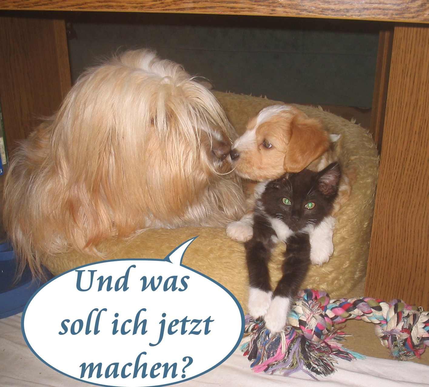 KIRSEI - KRA Tibet Terrier