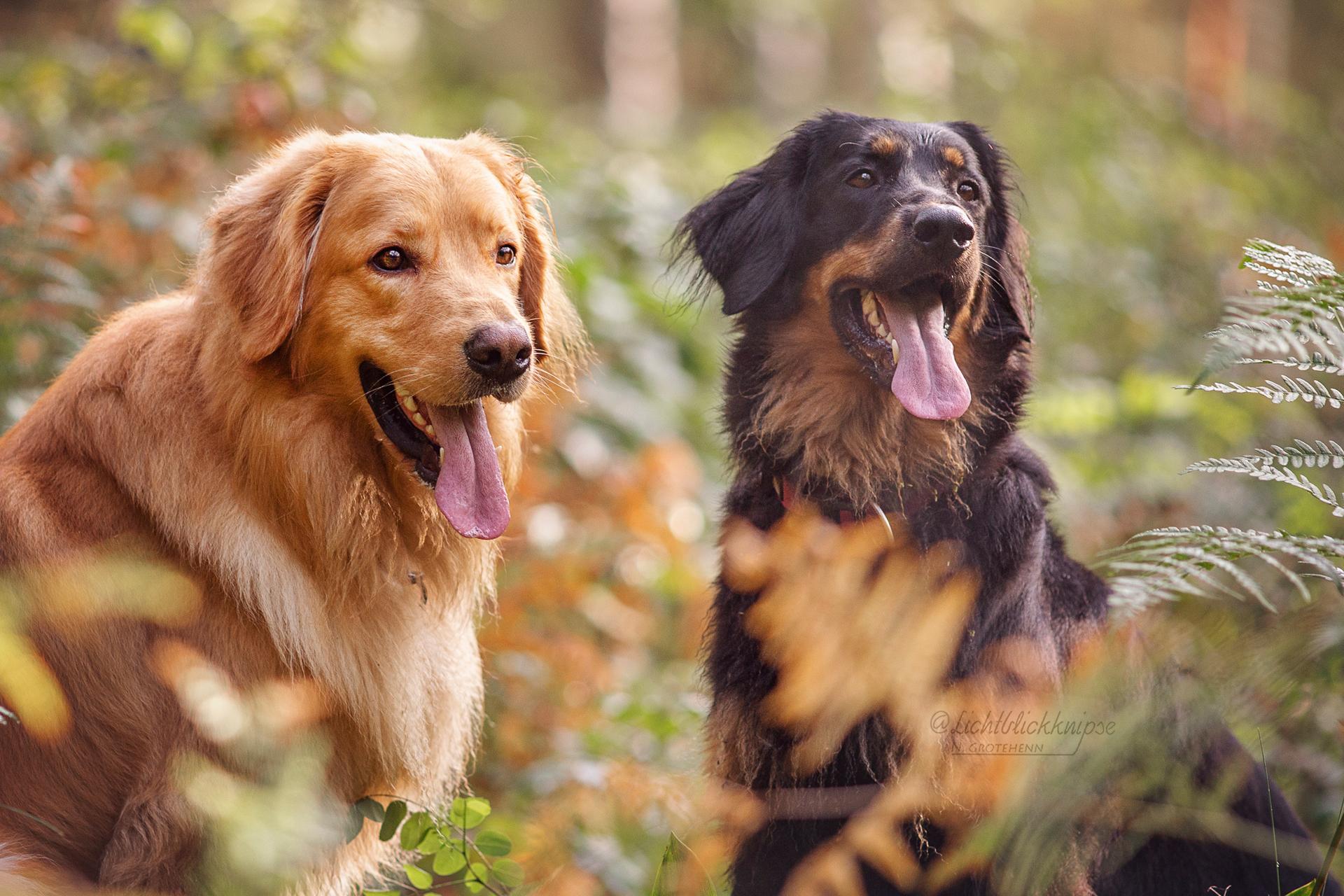 Hovawarte Atrium's P 