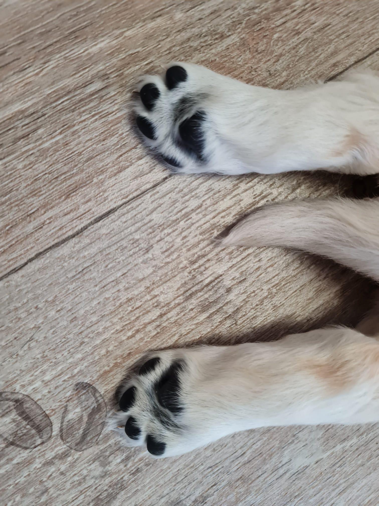 Dogs of Emerald Island