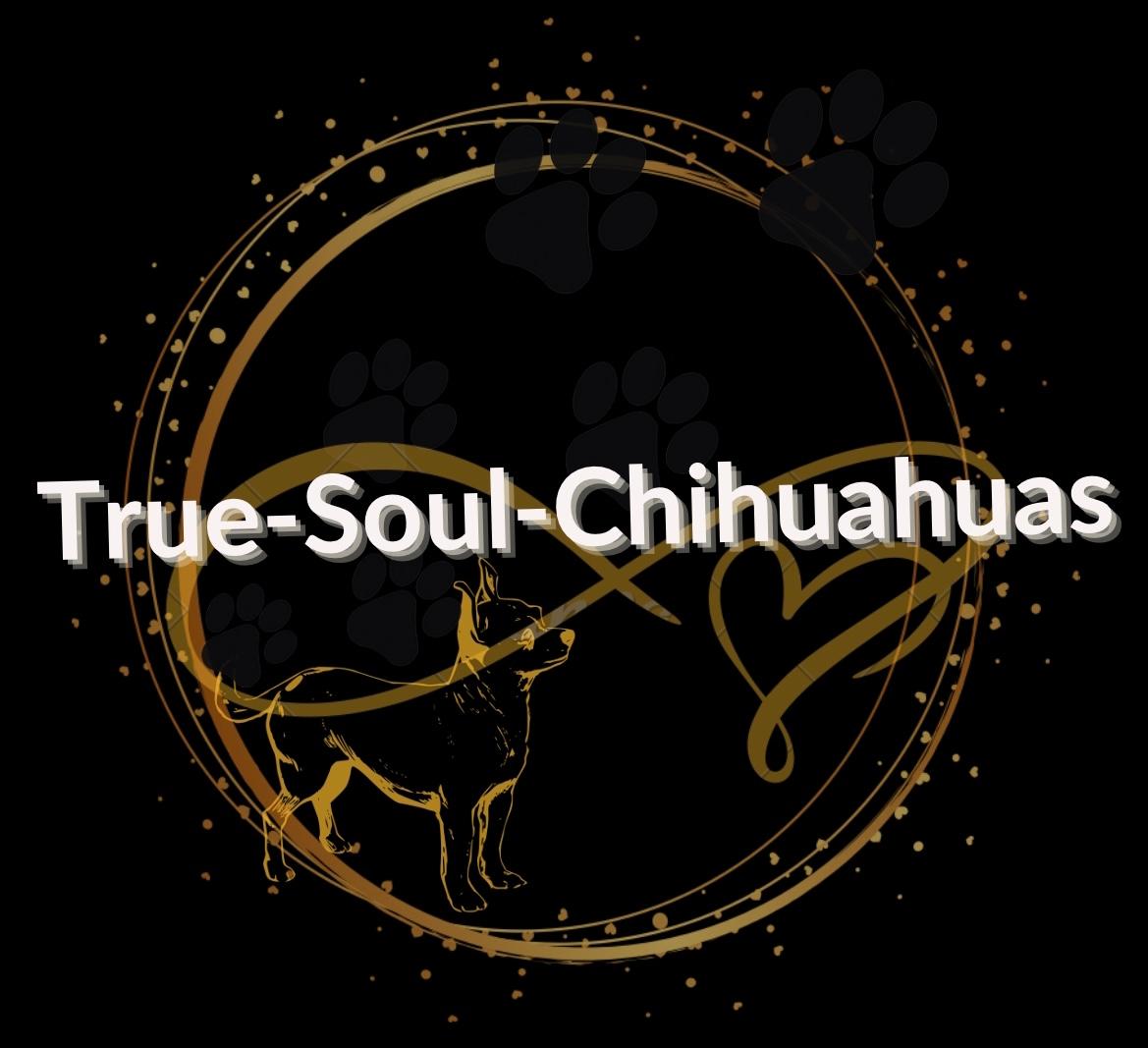 True-Soul-Chihuahuas