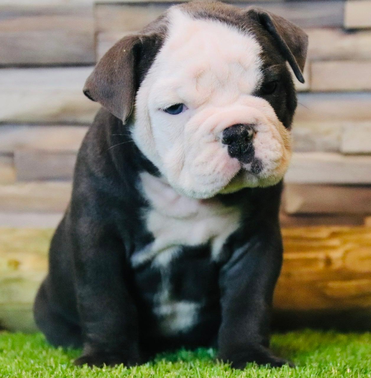 Coastbulls Old English Bulldogs & Italien Greyhounds