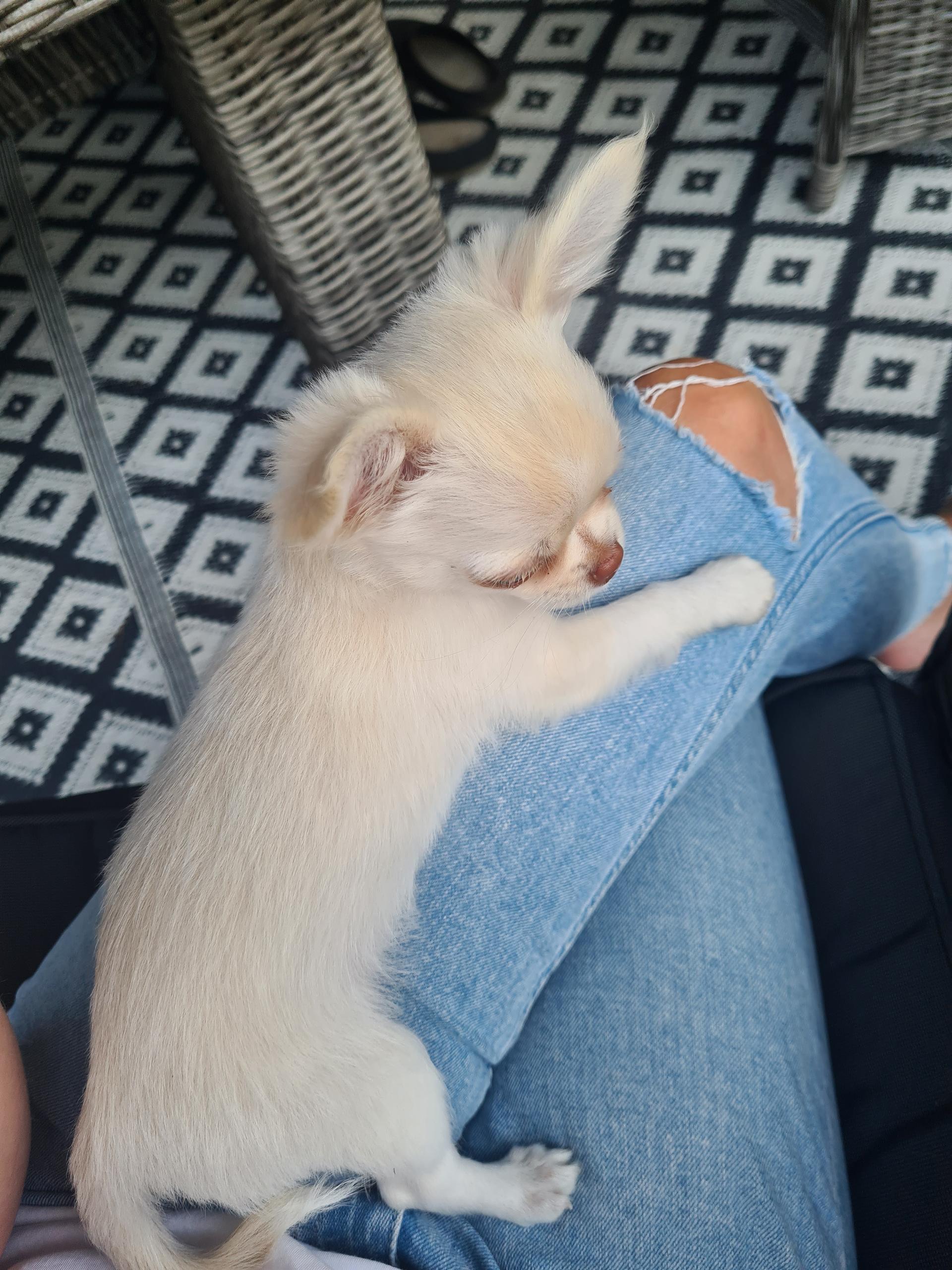 Glamorouscity Chihuahuas 