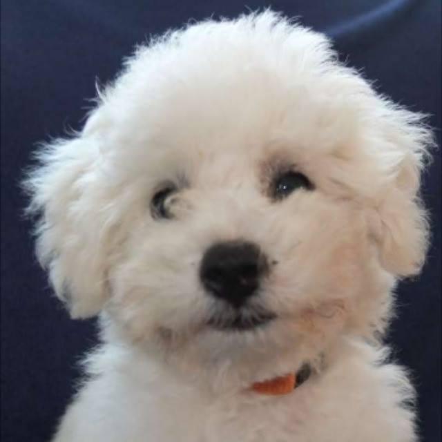 Bichon Frise Zucht  "Dream Teddy's"