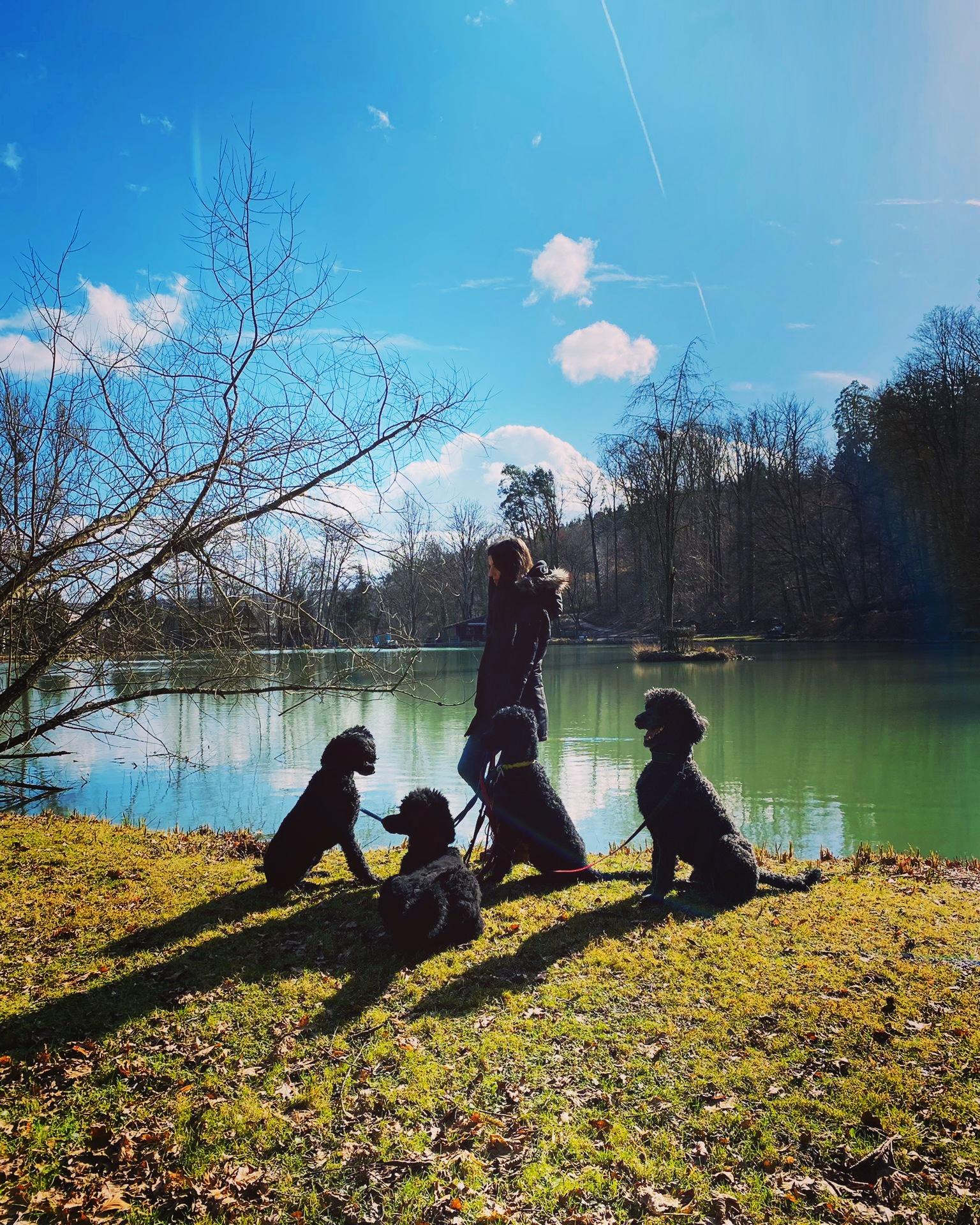 Vom Stuttgarter Rössle 