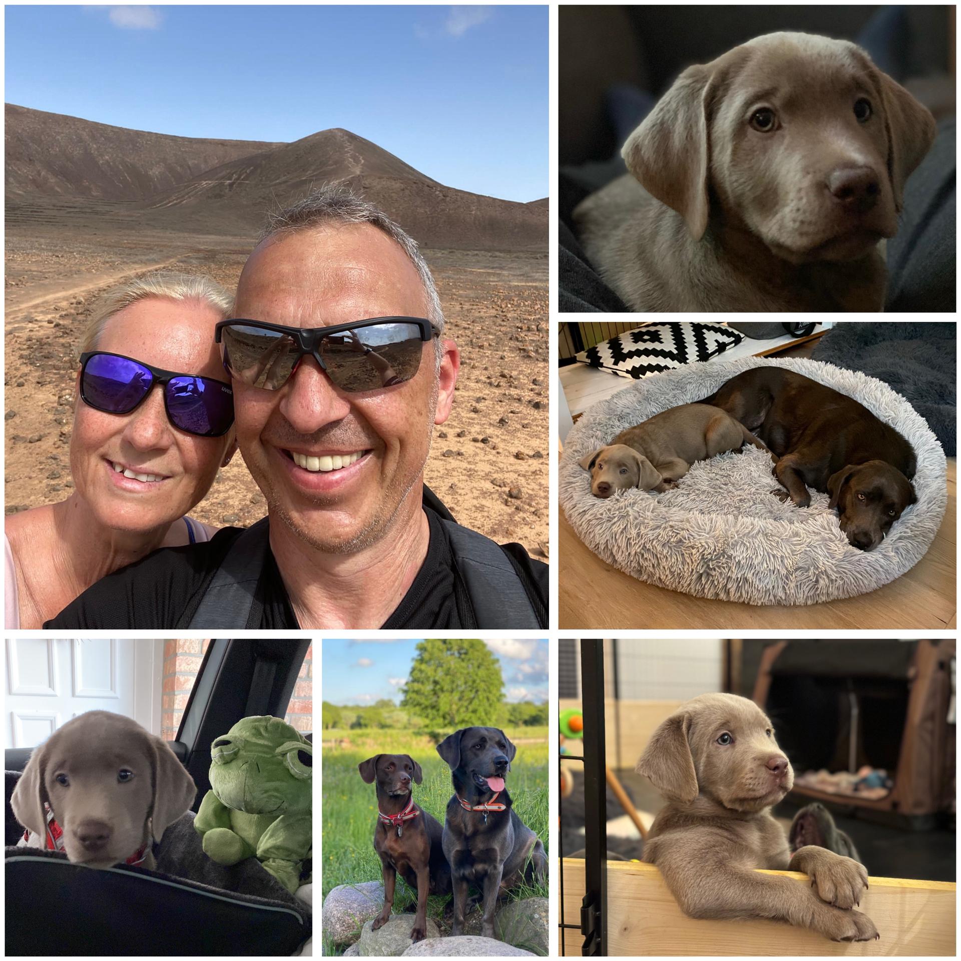 Labrador of Dark Silver Origin