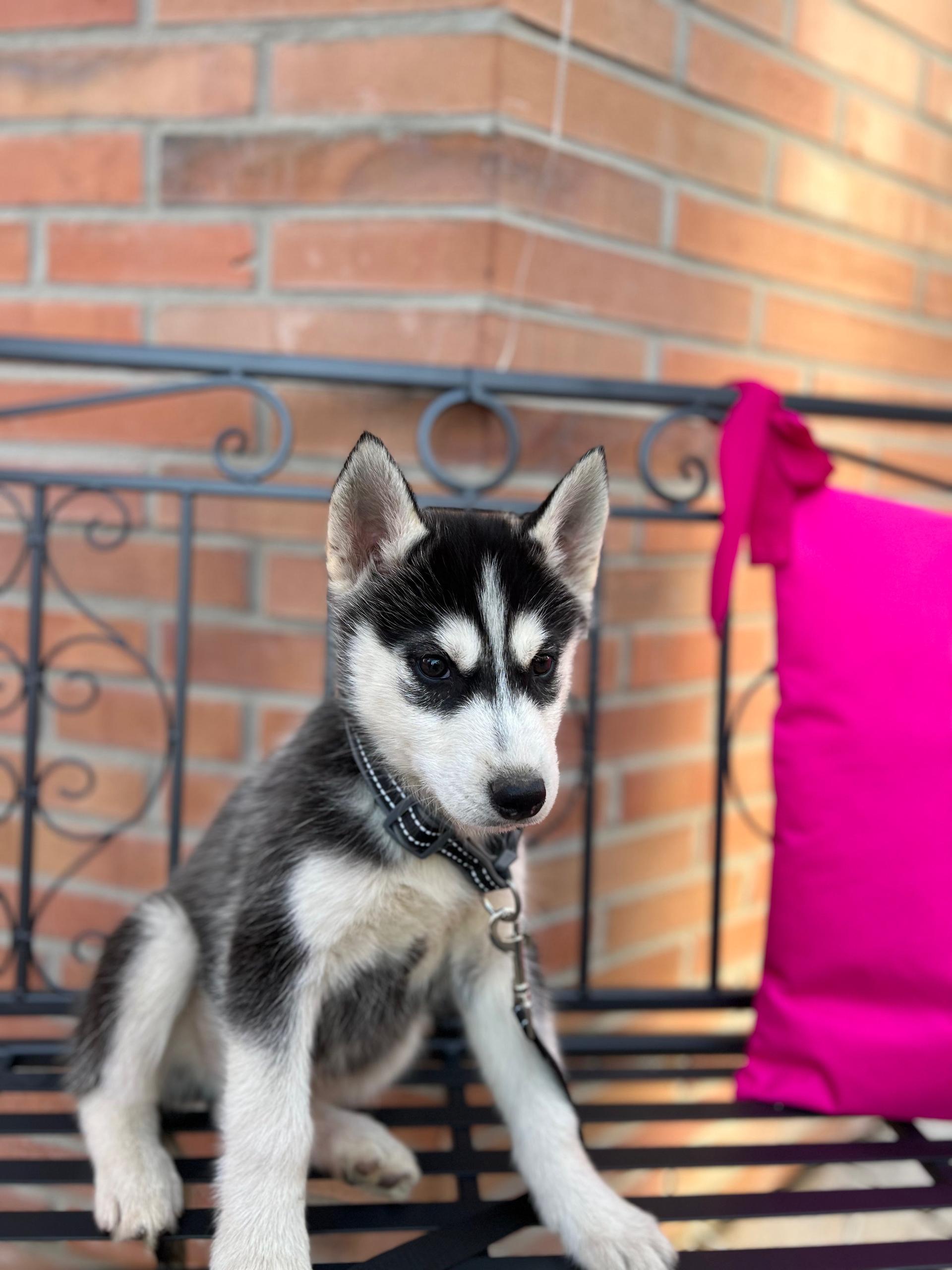 Reinrassige sebirian Husky 