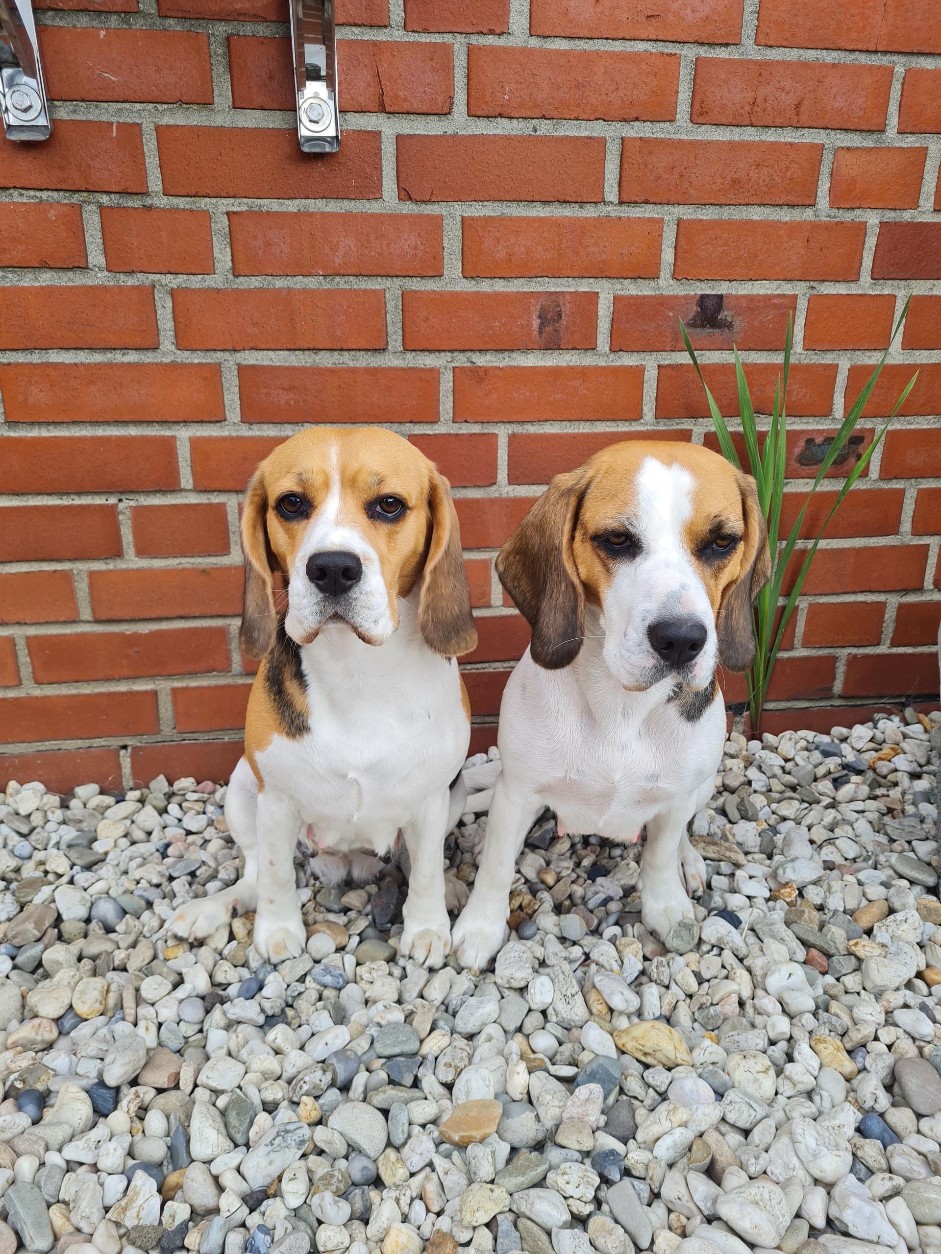 "Beagle vom Ostenfeld"