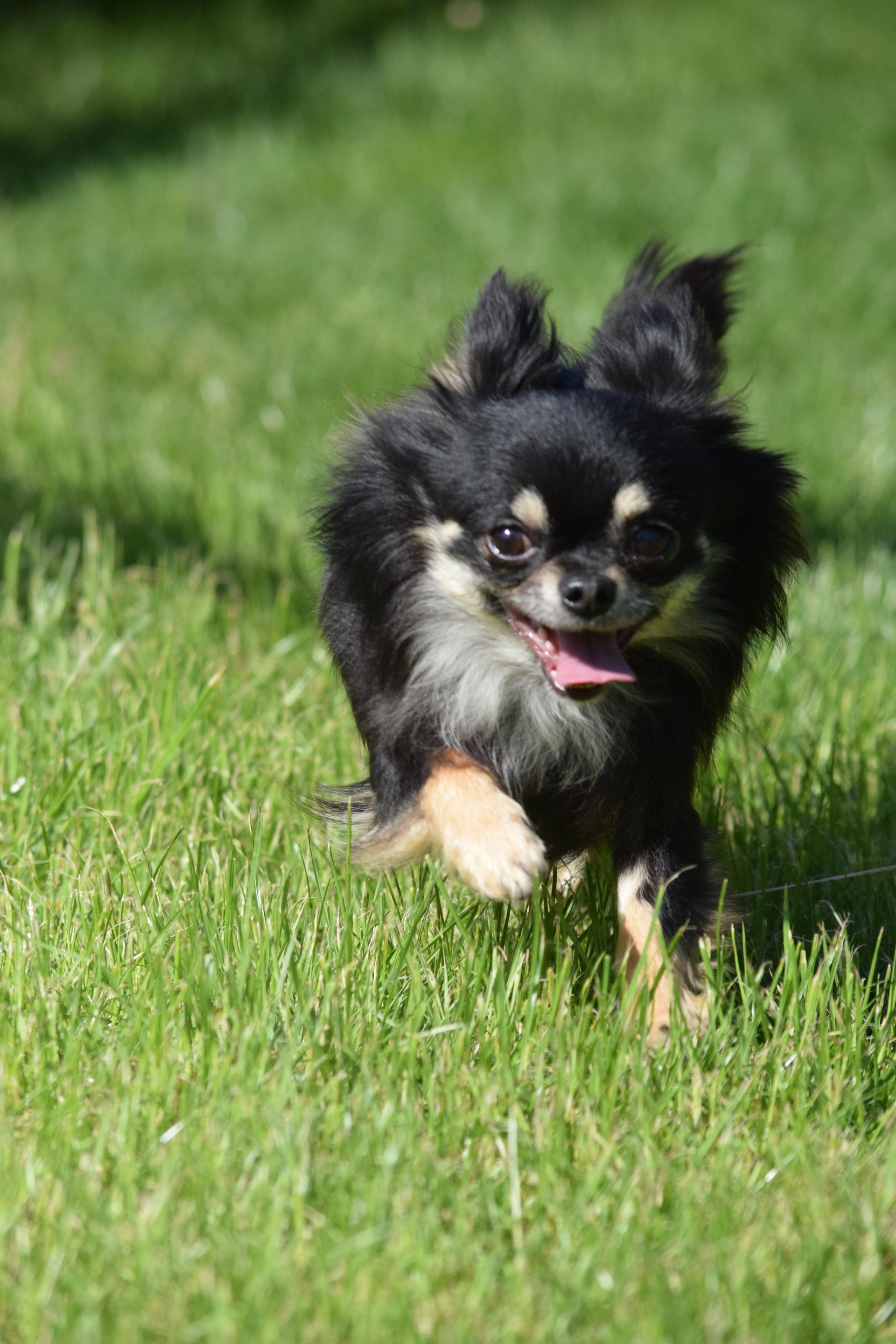 "KADERYOLU" Chihuahua's in Lang- und Kurzhaar