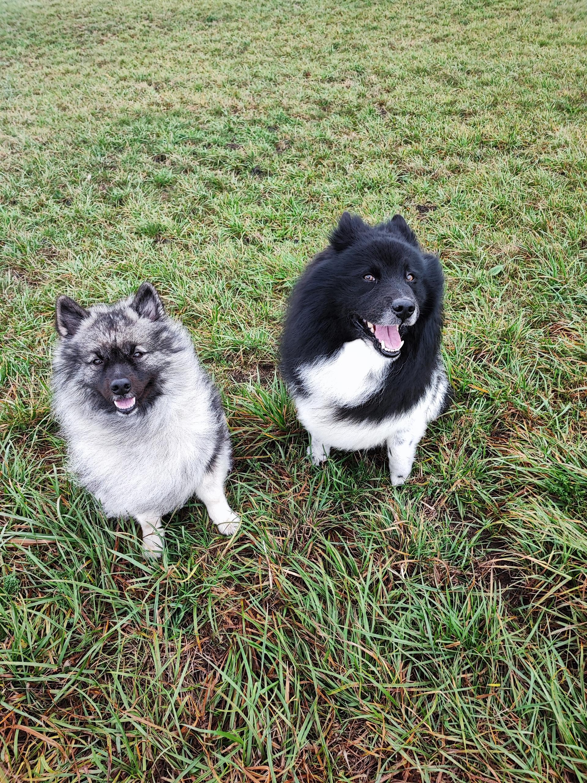 Niemandslander-aus-der Rosenstadt