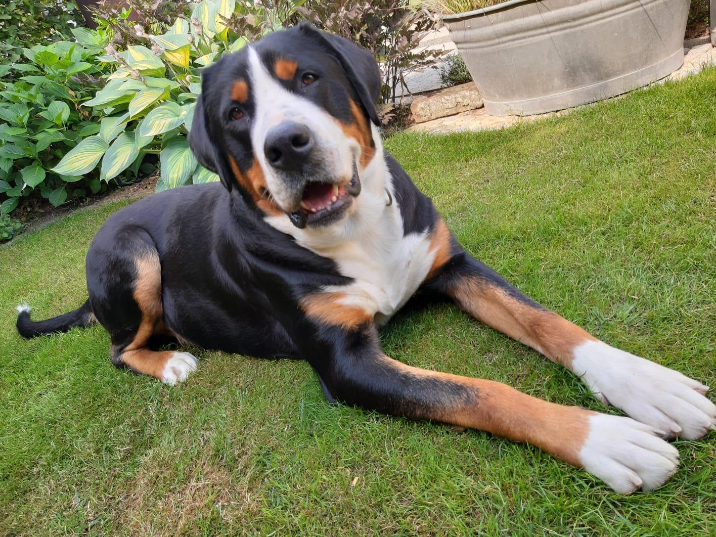 W U R F P L A N U N G  - Großer Schweizer Sennenhund Welpen